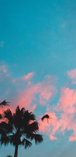 [2436x1125]天空 云彩 椰树 景色 苹果手机壁纸图片
