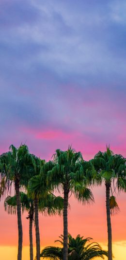 [2436x1125]天空 云彩 椰树 自然风景 苹果手机壁纸图片