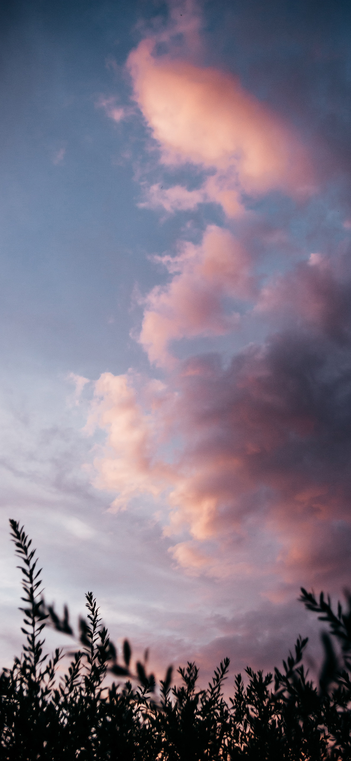 [2436×1125]天空 云彩 白云 枝叶 苹果手机壁纸图片