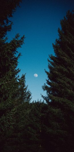 [2436x1125]天空 夜景 月亮 树木 苹果手机壁纸图片