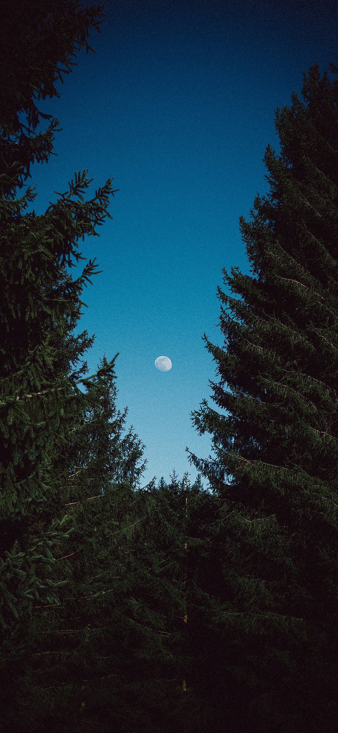 [2436×1125]天空 夜景 月亮 树木 苹果手机壁纸图片