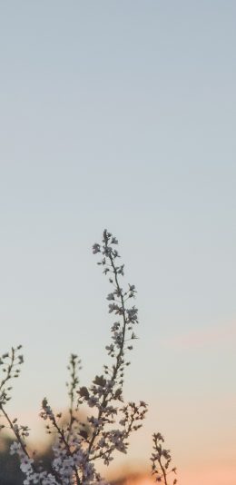 [2436x1125]天空 枝头 小花 风景 苹果手机壁纸图片