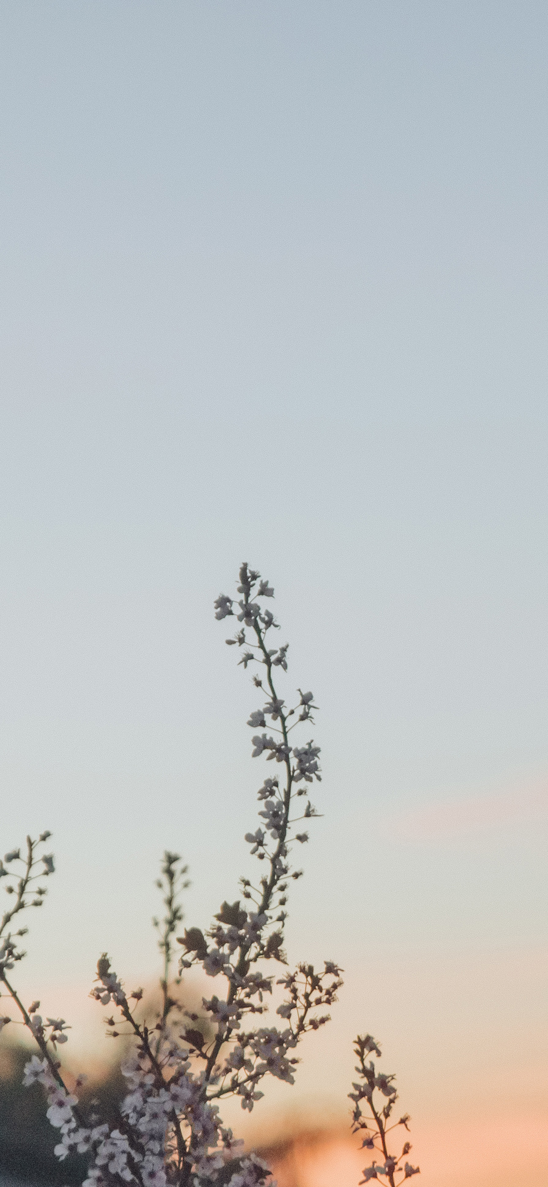 [2436×1125]天空 枝头 小花 风景 苹果手机壁纸图片