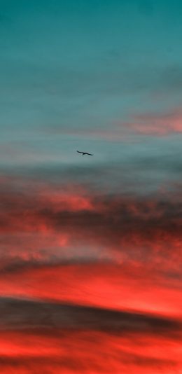 [2436x1125]天空 渐变 云海 飞鸟 苹果手机壁纸图片
