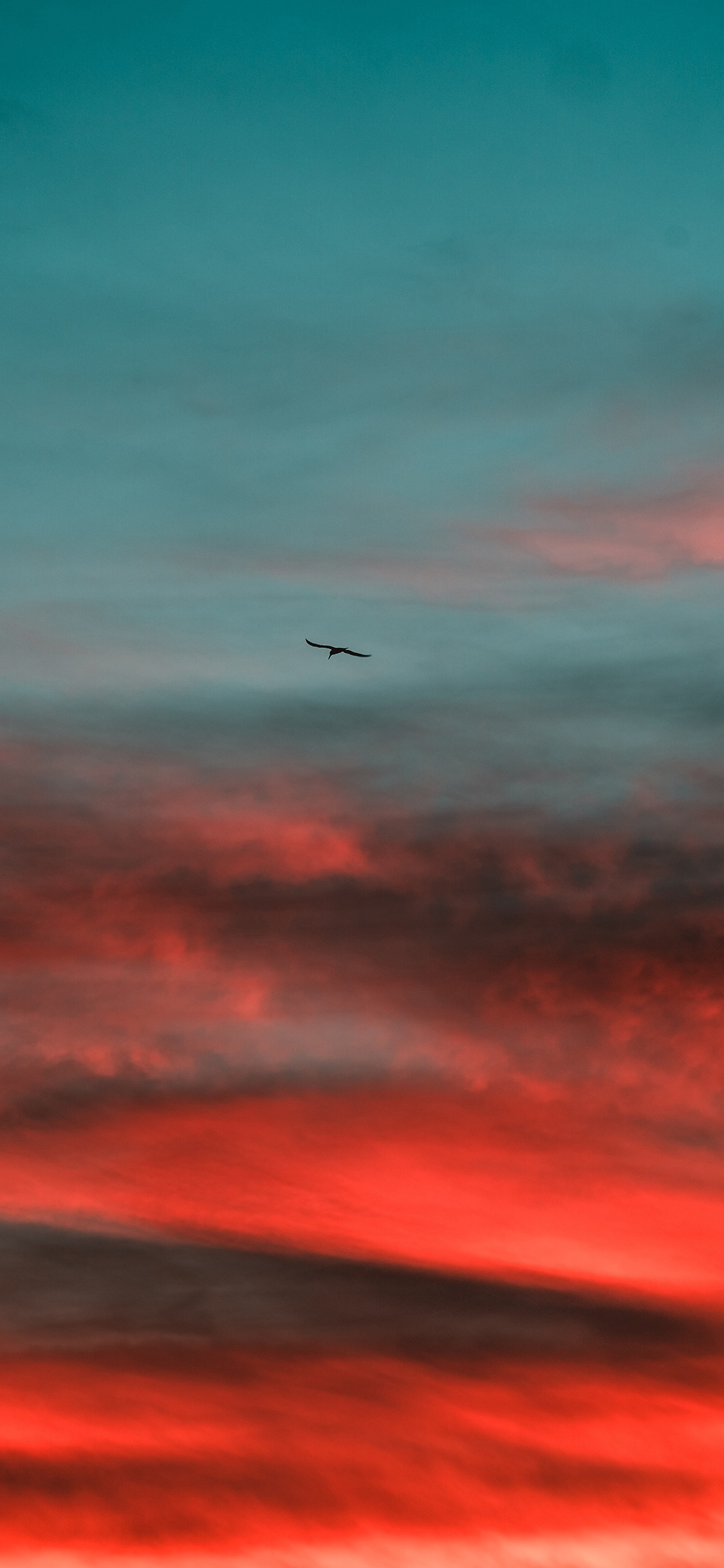 [2436×1125]天空 渐变 云海 飞鸟 苹果手机壁纸图片