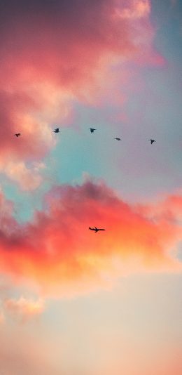 [2436x1125]天空 红云 飞机 飞鸟 苹果手机壁纸图片