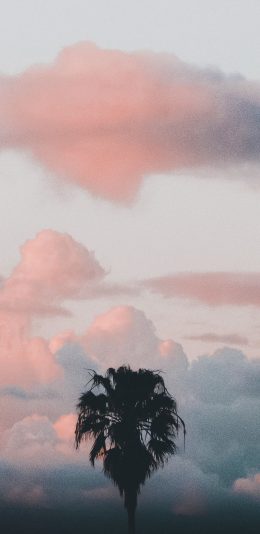 [2436x1125]天空 红霞 火烧云 椰树 苹果手机壁纸图片