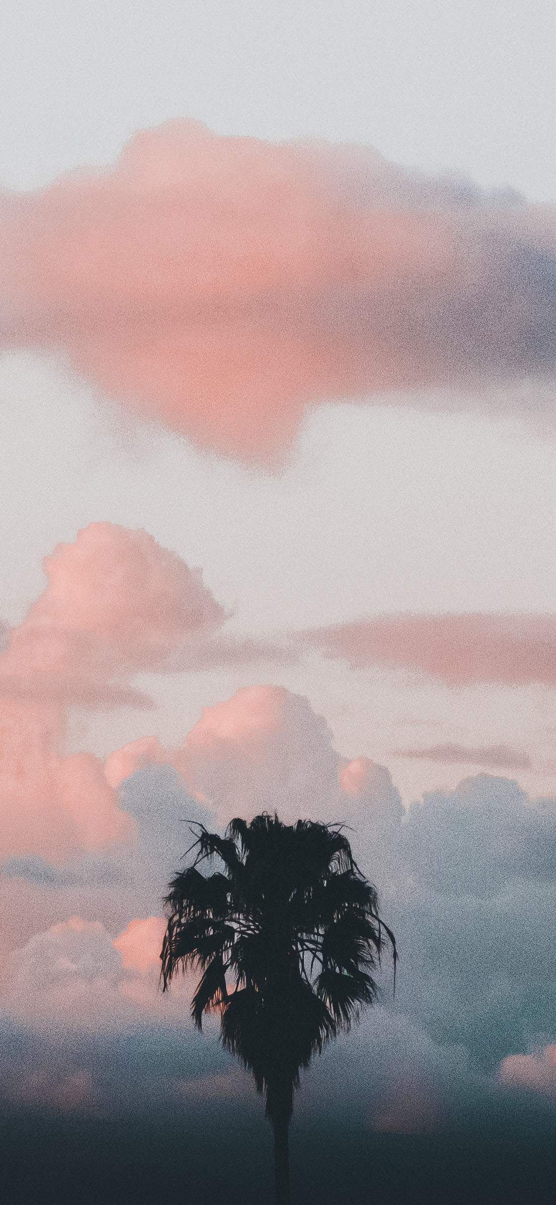 [2436×1125]天空 红霞 火烧云 椰树 苹果手机壁纸图片