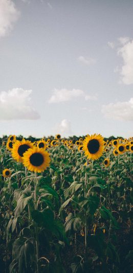 [2436x1125]天空 花田 向日葵 向阳花 苹果手机壁纸图片