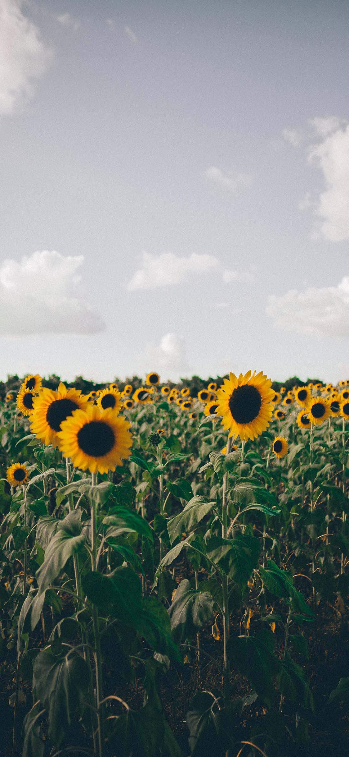 [2436×1125]天空 花田 向日葵 向阳花 苹果手机壁纸图片