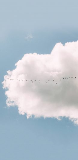 [2436x1125]天空 蓝天白云 云朵 鸟 飞翔 苹果手机壁纸图片