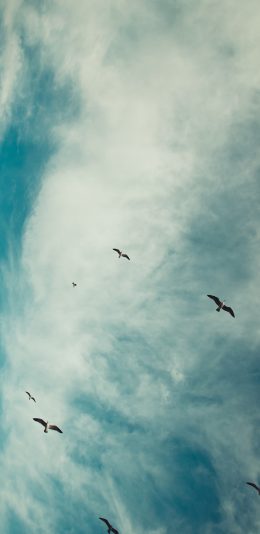 [2436x1125]天空 飞鸟 云彩 鸟群 苹果手机壁纸图片