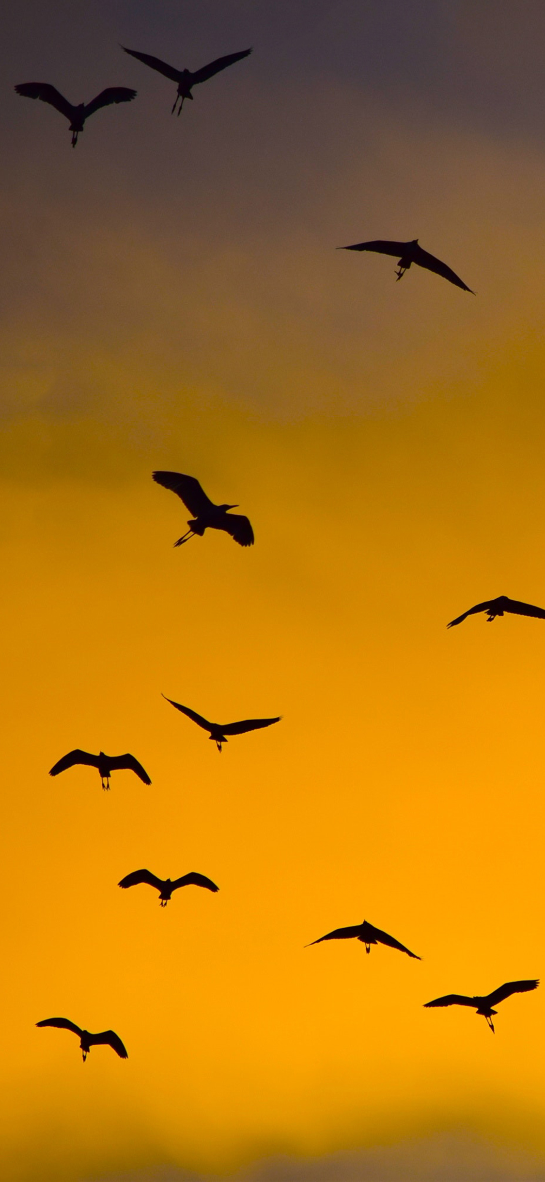 [2436×1125]天空 黄色系 大雁 纷飞 苹果手机壁纸图片