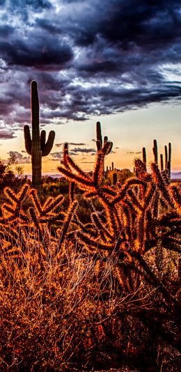 [2436x1125]天空郊外 仙人掌 带刺 苹果手机壁纸图片