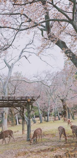 [2436x1125]奈良 鹿 樱花 日本 苹果手机壁纸图片