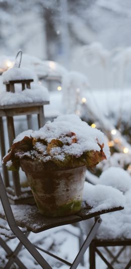 [2436x1125]室外 盆栽 雪季 降雪 苹果手机壁纸图片