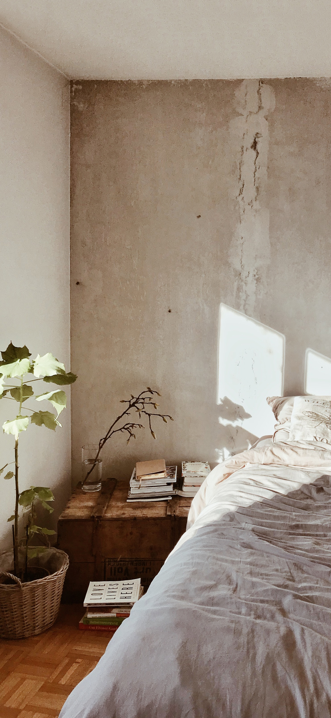 [2436×1125]家居 房间 阳光 盆栽 苹果手机壁纸图片