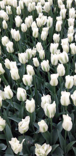 [2436x1125]密集 郁金香 鲜花 花圃 苹果手机壁纸图片