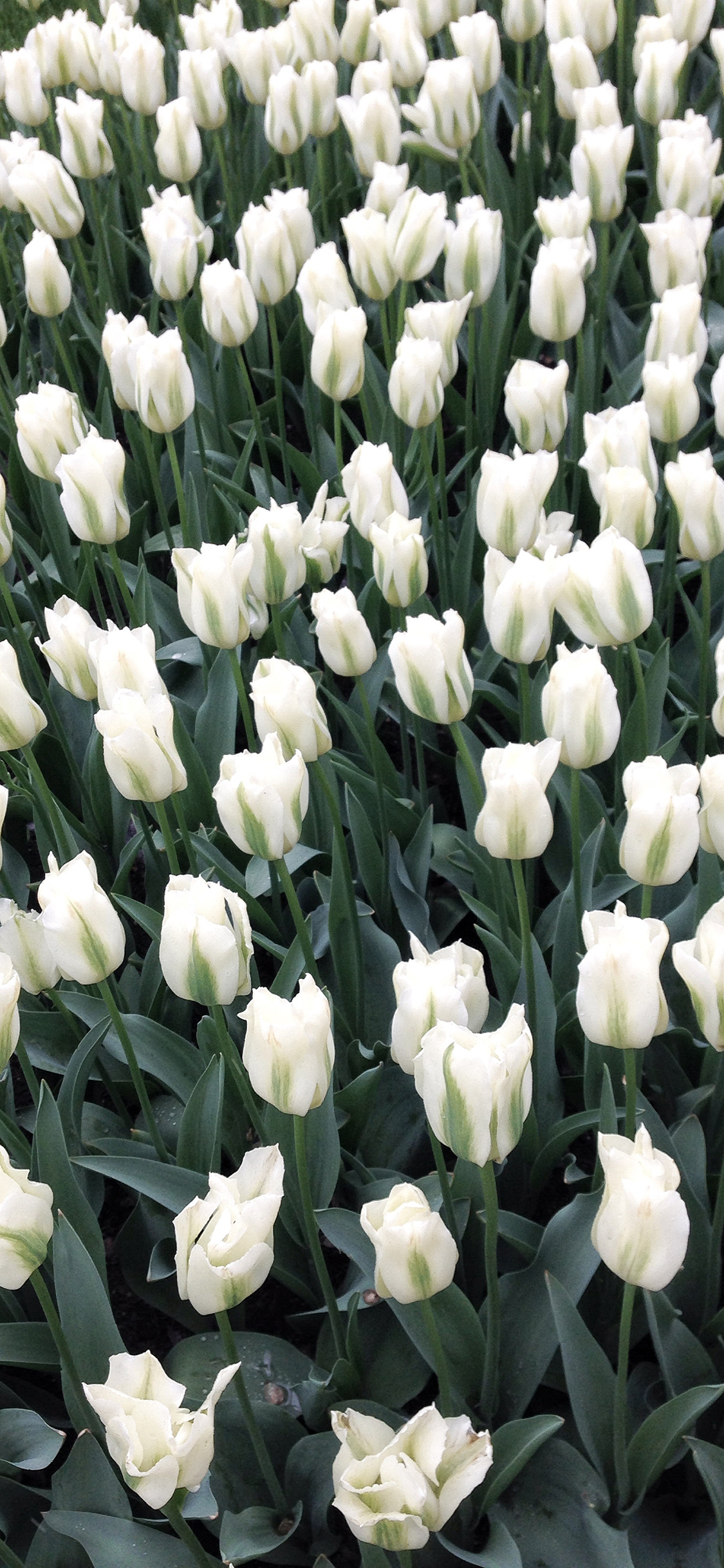 [2436×1125]密集 郁金香 鲜花 花圃 苹果手机壁纸图片