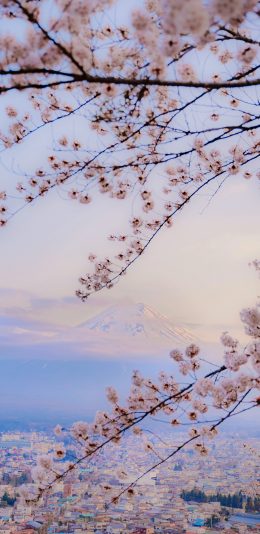 [2436x1125]富士山 日本 樱花 鲜花 枝干 苹果手机壁纸图片