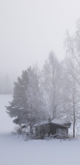 [2436x1125]小树林 大雪 覆盖 景观 雪季 苹果手机壁纸图片