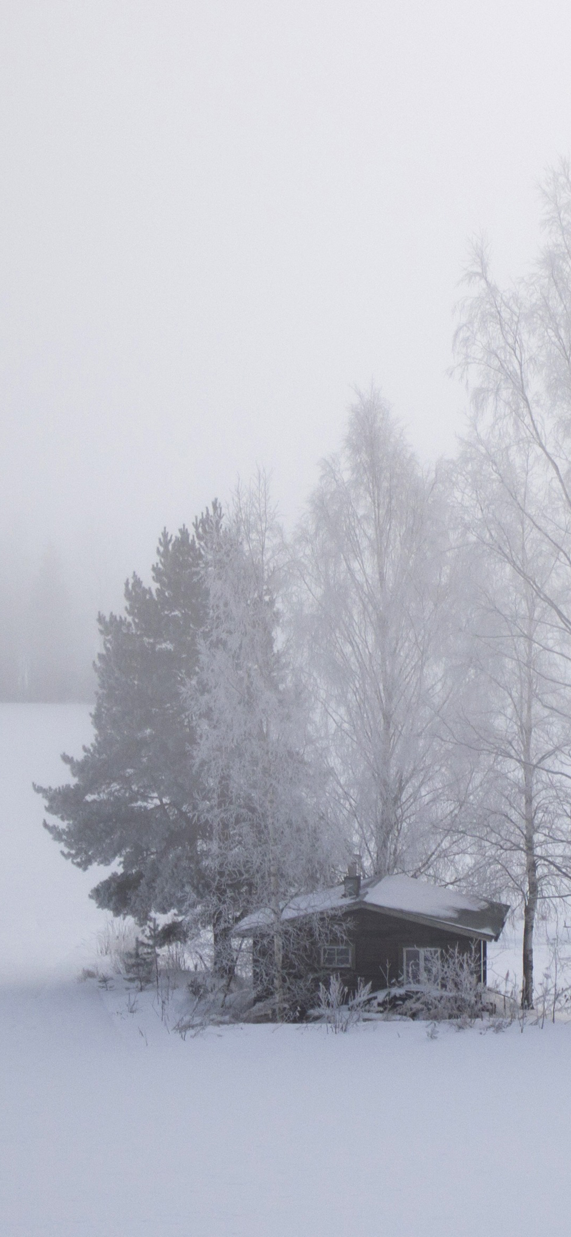 [2436×1125]小树林 大雪 覆盖 景观 雪季 苹果手机壁纸图片