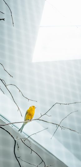 [2436x1125]小鸟 飞禽 枝头 苹果手机壁纸图片