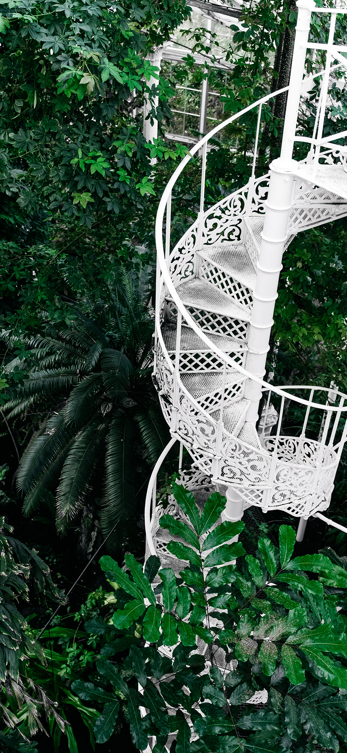 [2436×1125]就是 阶梯 白色 绿植 密集 温室 花室 苹果手机壁纸图片