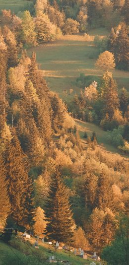 [2436x1125]就是 黄昏 山林 荒漠 种植 固沙 苹果手机壁纸图片