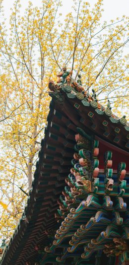 [2436x1125]屋檐 建筑 国风 色彩 树枝 苹果手机壁纸图片