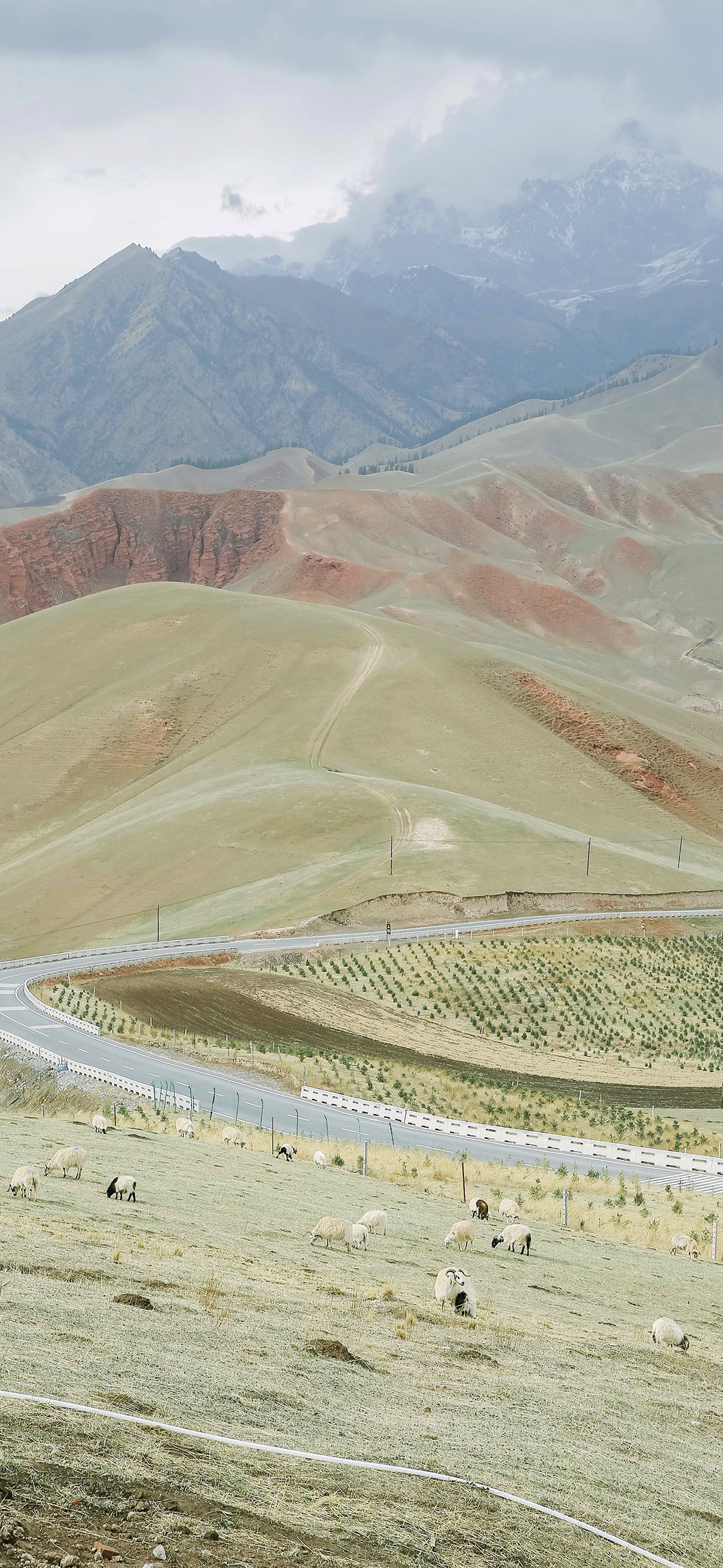 [2436×1125]山 绿色 大自然 草原 畜牧 苹果手机壁纸图片