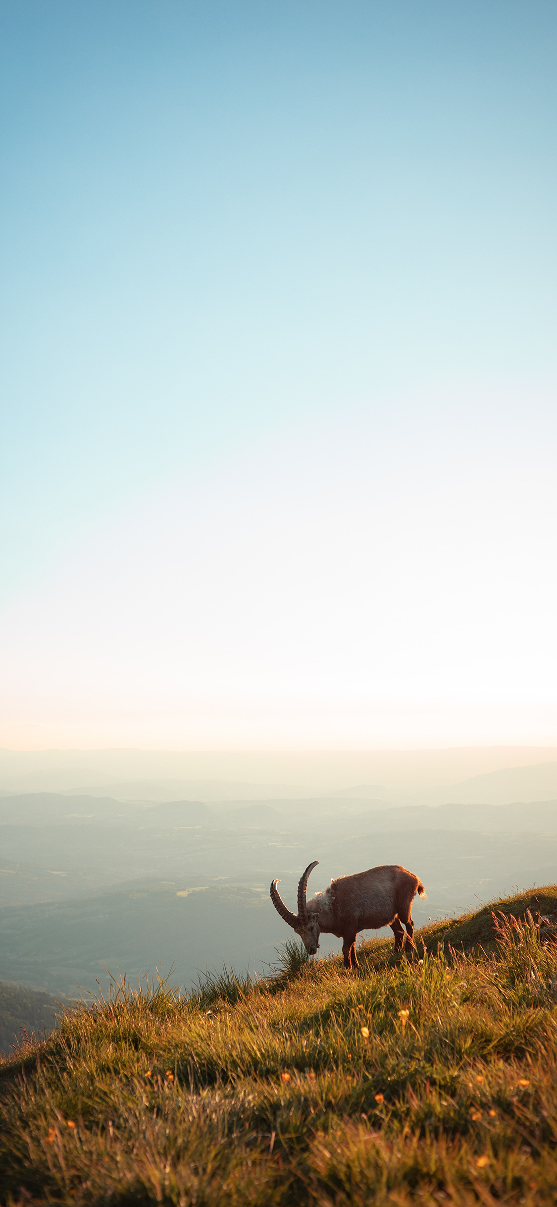 [2436×1125]山坡 羚羊 草地 牲畜 苹果手机壁纸图片