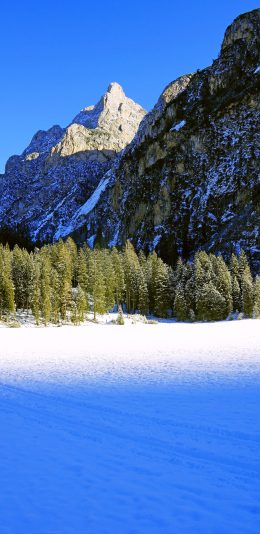 [2436x1125]山峰 雪地 树木 白雪覆盖 苹果手机壁纸图片