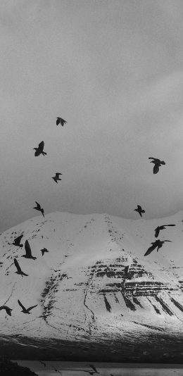 [2436x1125]山峰 雪山 飞鸟 黑白 苹果手机壁纸图片