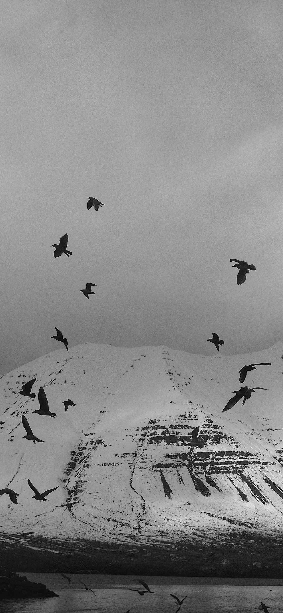 [2436×1125]山峰 雪山 飞鸟 黑白 苹果手机壁纸图片