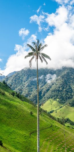 [2436x1125]山川 碧绿 蓝天白云 椰树 高耸 苹果手机壁纸图片
