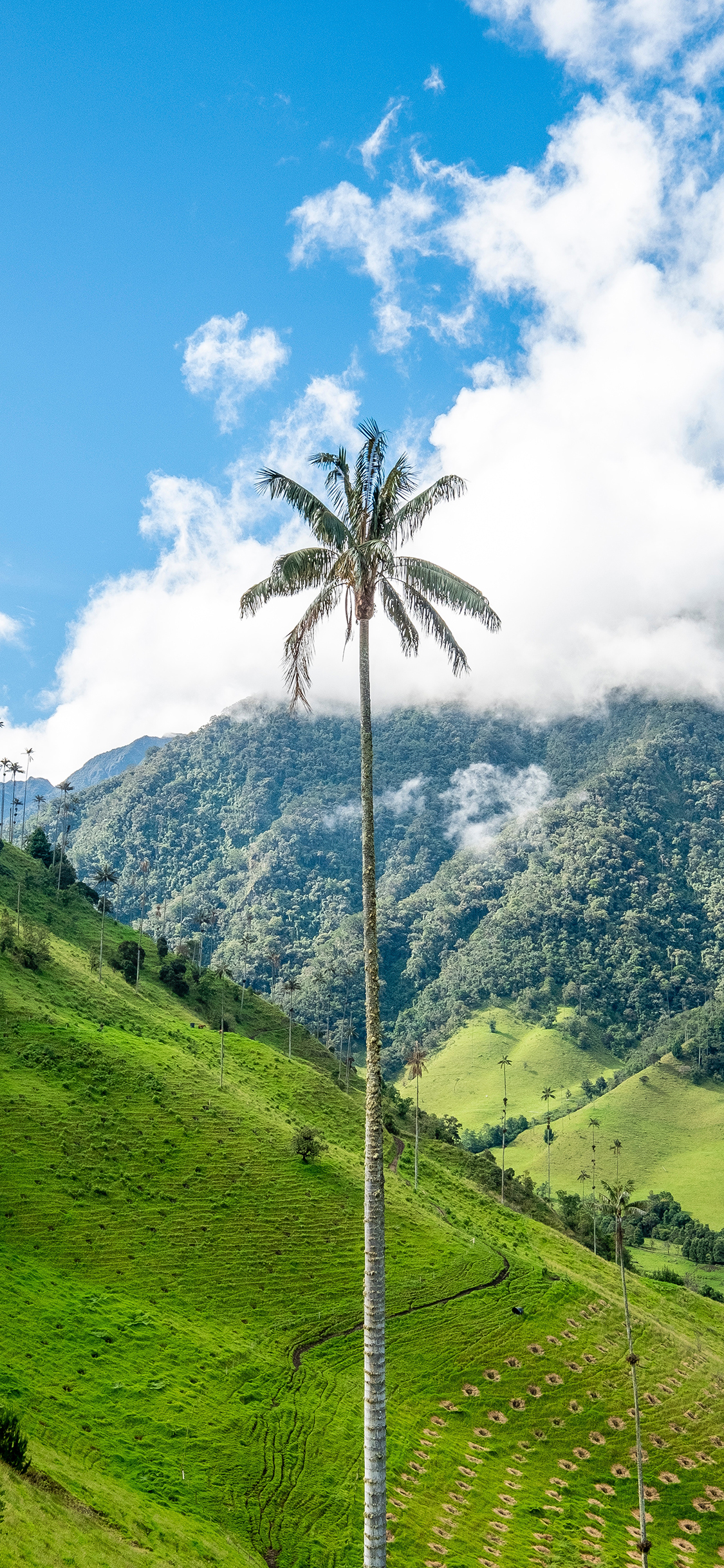 [2436×1125]山川 碧绿 蓝天白云 椰树 高耸 苹果手机壁纸图片