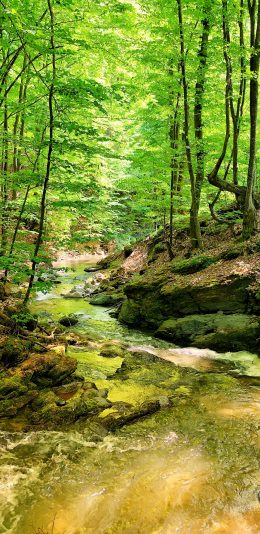 [2436x1125]山明水秀 春意盎然 碧绿 溪水 树林 苹果手机壁纸图片