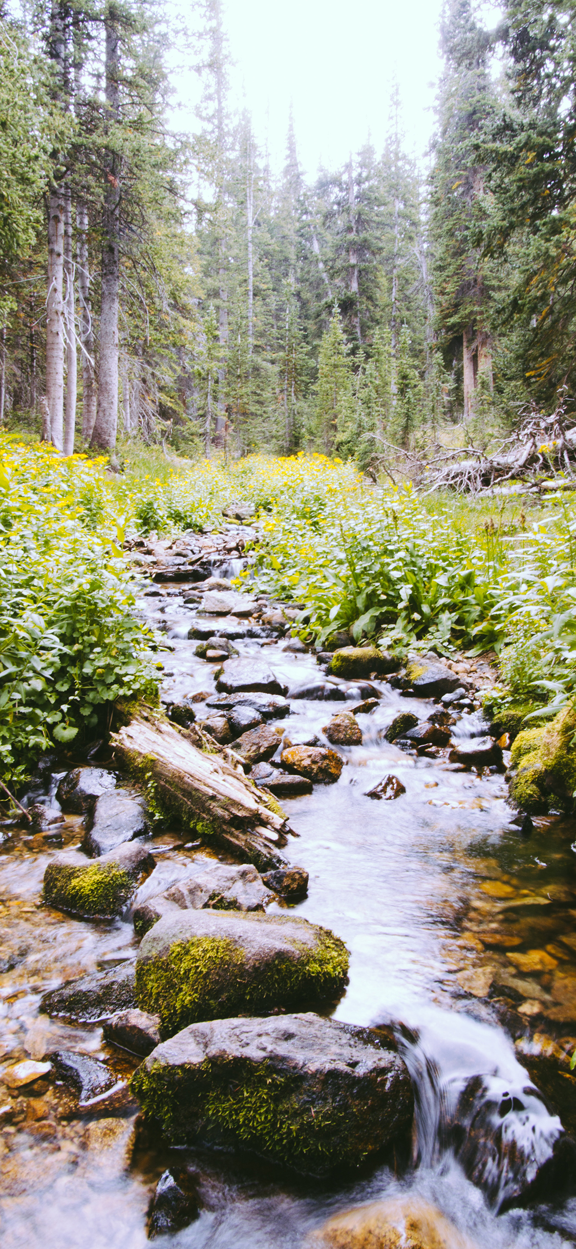 [2436×1125]山水 流水 石块 野外 景色 苹果手机壁纸图片