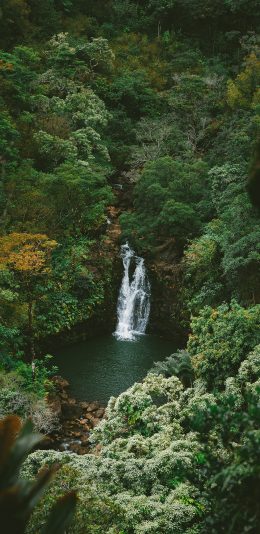 [2436x1125]山水 瀑布 树林 茂密 森林 苹果手机壁纸图片