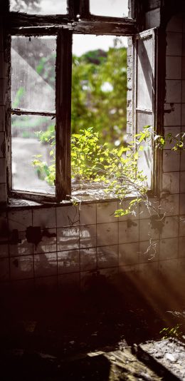 [2436x1125]废弃 房屋窗户 绿植 阳光 意境 苹果手机壁纸图片