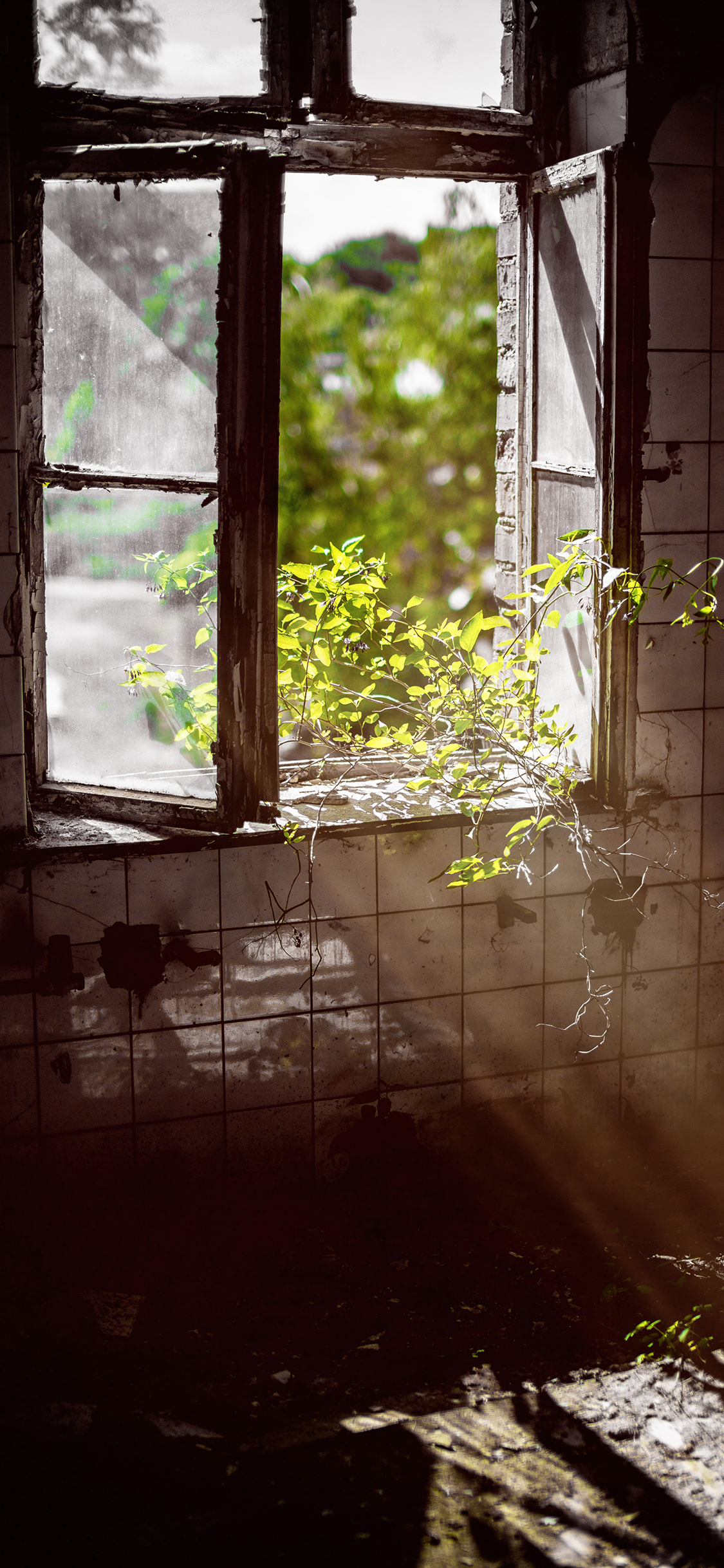 [2436×1125]废弃 房屋窗户 绿植 阳光 意境 苹果手机壁纸图片