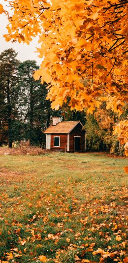 [2436x1125]庭院 建筑 小屋 落叶 枯黄 意境 苹果手机壁纸图片