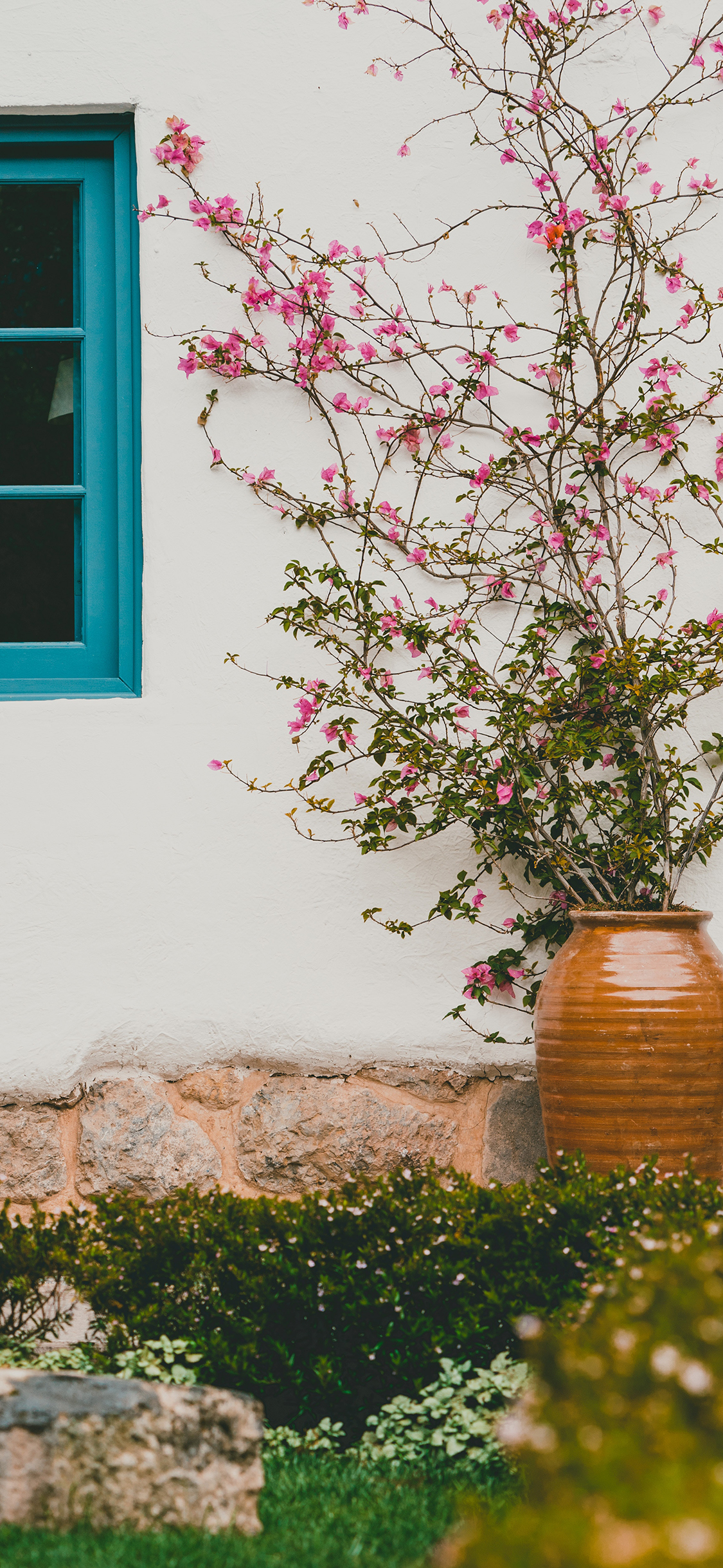 [2436×1125]庭院 花盆 生长 春色 苹果手机壁纸图片