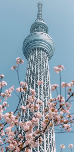 [2436x1125]建筑 信号塔 樱花 高耸 苹果手机壁纸图片