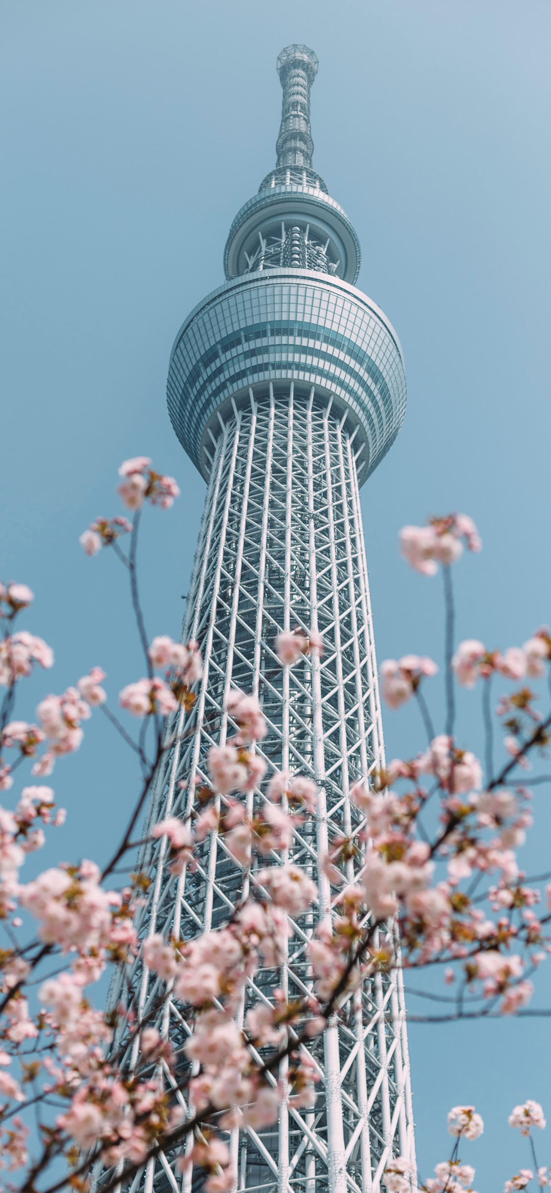 [2436×1125]建筑 信号塔 樱花 高耸 苹果手机壁纸图片