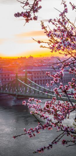 [2436x1125]建筑 吊桥 梅花 绽放 美景 苹果手机壁纸图片