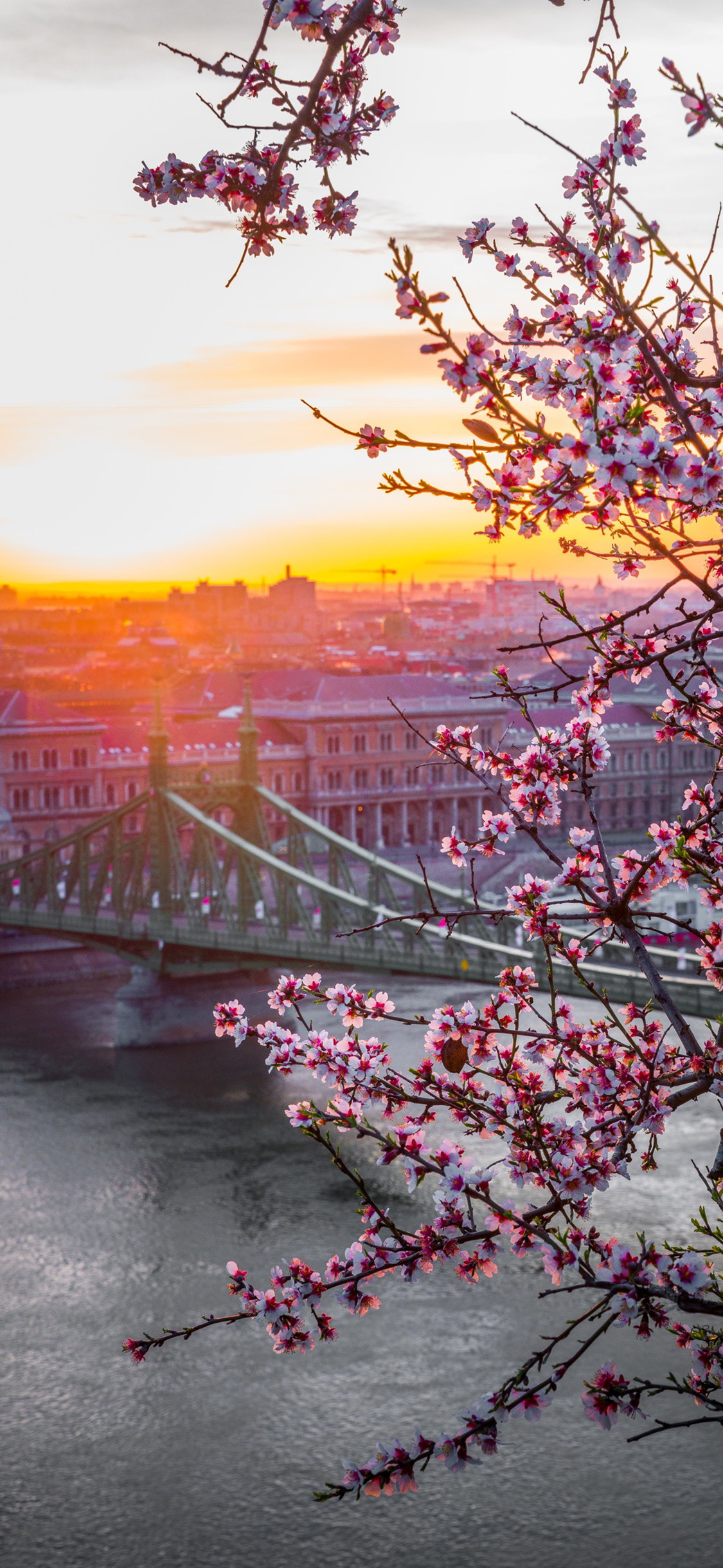[2436×1125]建筑 吊桥 梅花 绽放 美景 苹果手机壁纸图片