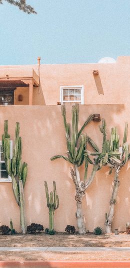 [2436x1125]建筑 房屋 仙人掌树 苹果手机壁纸图片