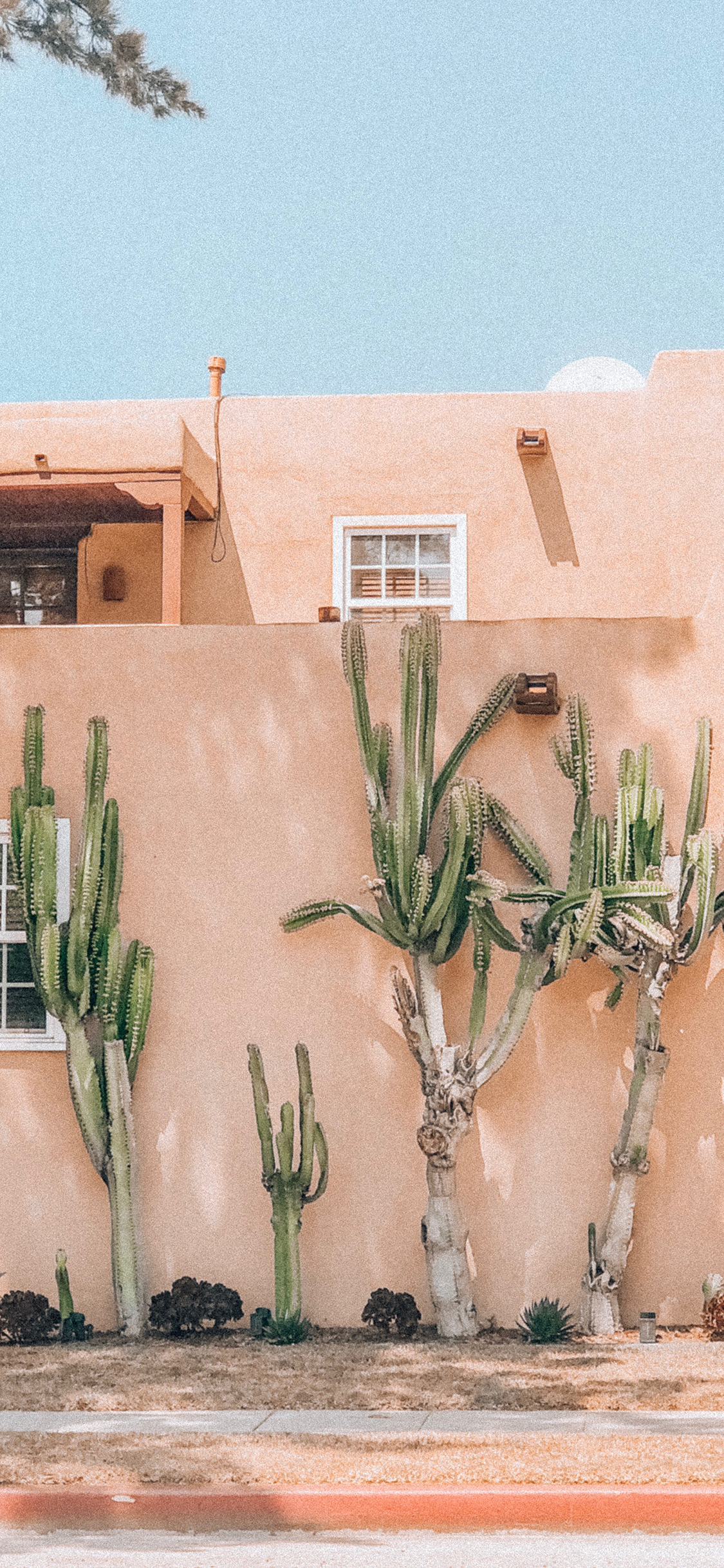 [2436×1125]建筑 房屋 仙人掌树 苹果手机壁纸图片